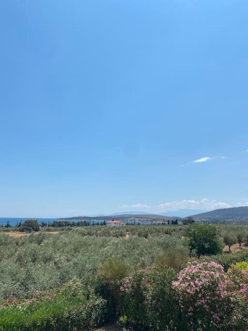 Georges Galaxidi, Family, Pool And Garden Villa Galaxidi